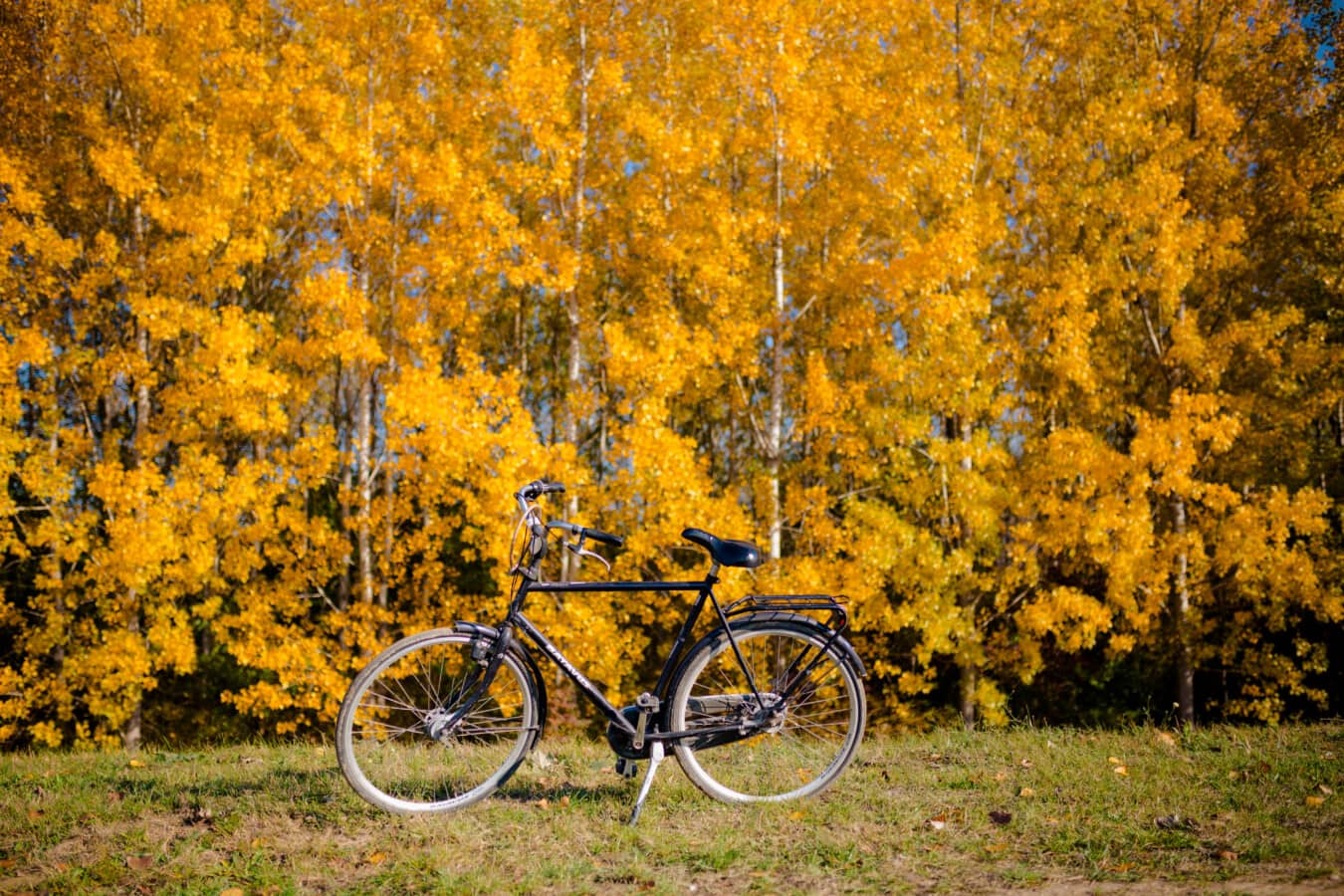colores, Otoño, amarillo anaranjado, clásico, bicicleta, álamo, hoja, amarillo, árbol, naturaleza