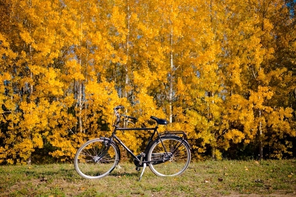 Farben, Herbstsaison, Orange gelb, Klassiker, Fahrrad, Pappel, Blatt, gelb, Struktur, Natur