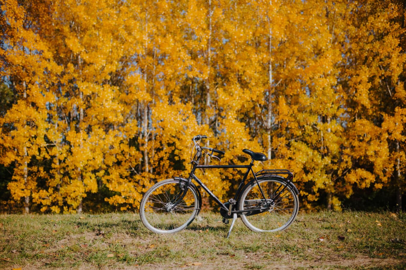 couleurs, jaune orangé, majestueux, forêt, saison de l'automne, vélo, paysage, style ancien, classique, Jaune