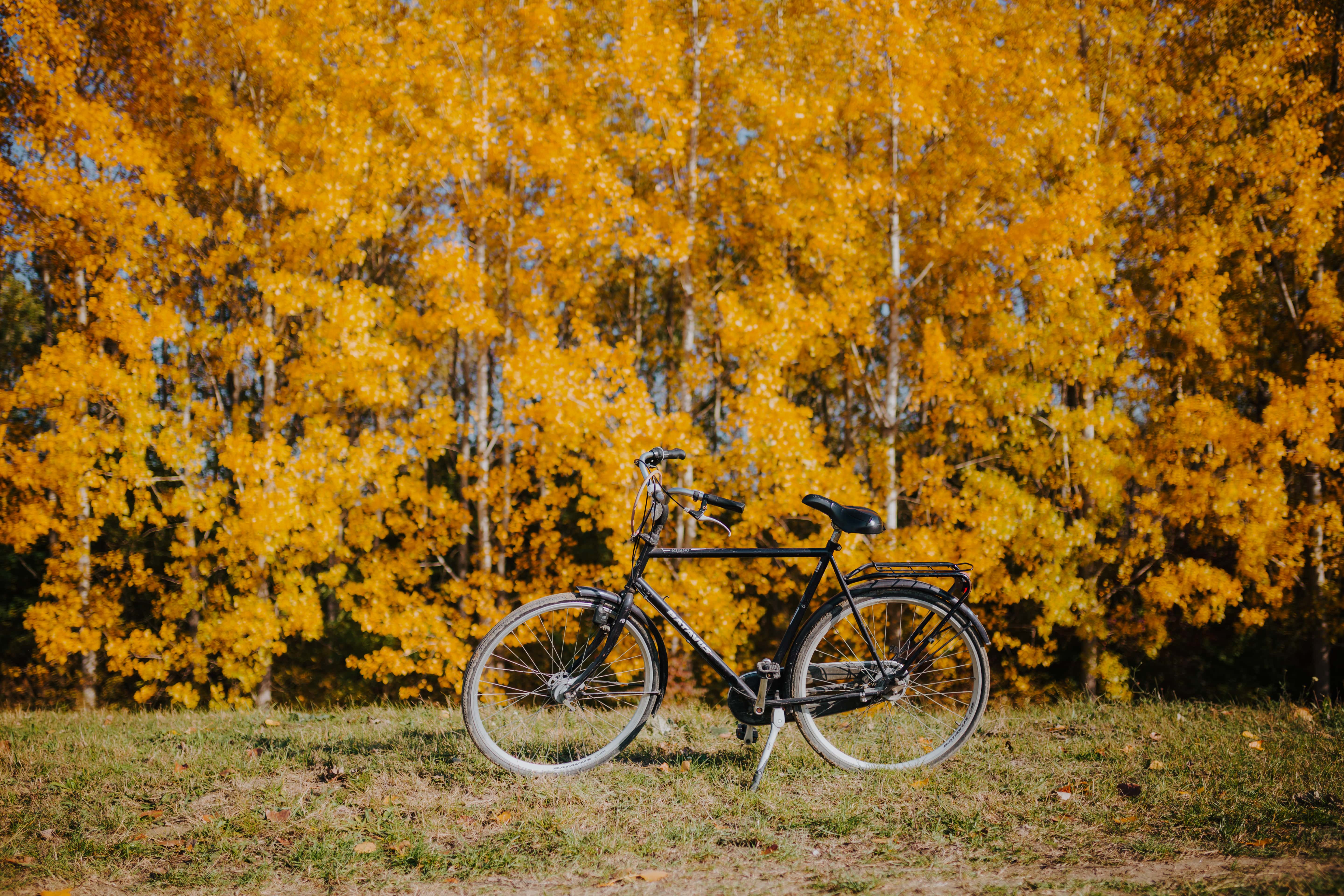 Hình ảnh miễn phí: màu sắc, cam màu vàng, hùng vĩ, rừng, mùa thu mùa, xe  đạp, cảnh quan, phong cách cũ, cổ điển, vàng