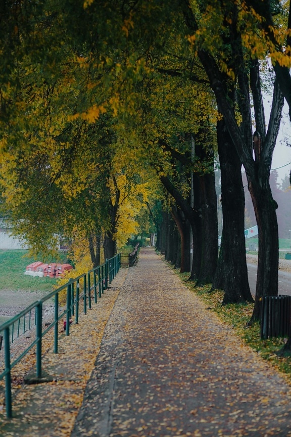 sezon jesień, chodnik, Aleja, chodnik, płot, drzewa, liść, park, jesień, drzewo