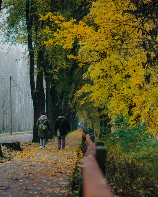 alej, chůze, lidé, podzimní sezóna, chodník, cesta, chlad, žlutá, parku, les