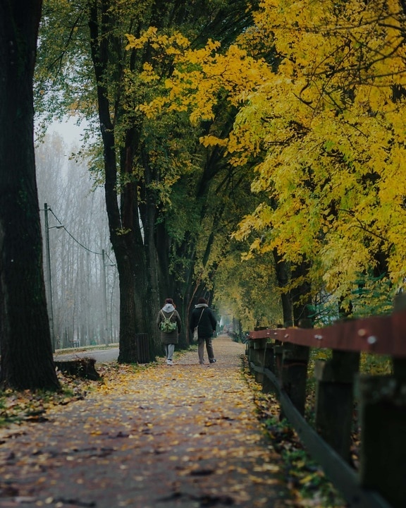 хора, пешеходна пътека, алея, есенния сезон, пътека, октомври, студено, времето, есен, гора