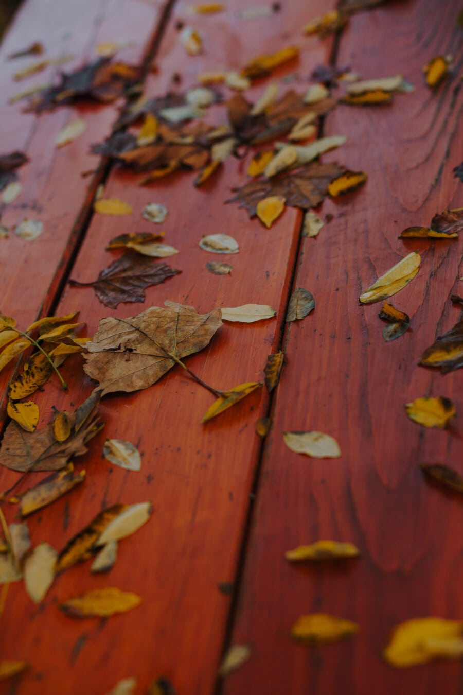 цвета, лист, желтовато коричневый, оранжевый желтый, Желтые листья, осенний сезон, детали, крупным планом, осень, листья