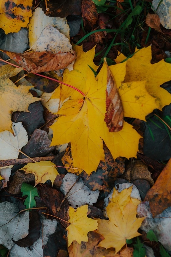 blad, geelachtig bruin, gele bladeren, geel, herfst seizoen, oranje geel, herfst, boom, plant, Bladeren