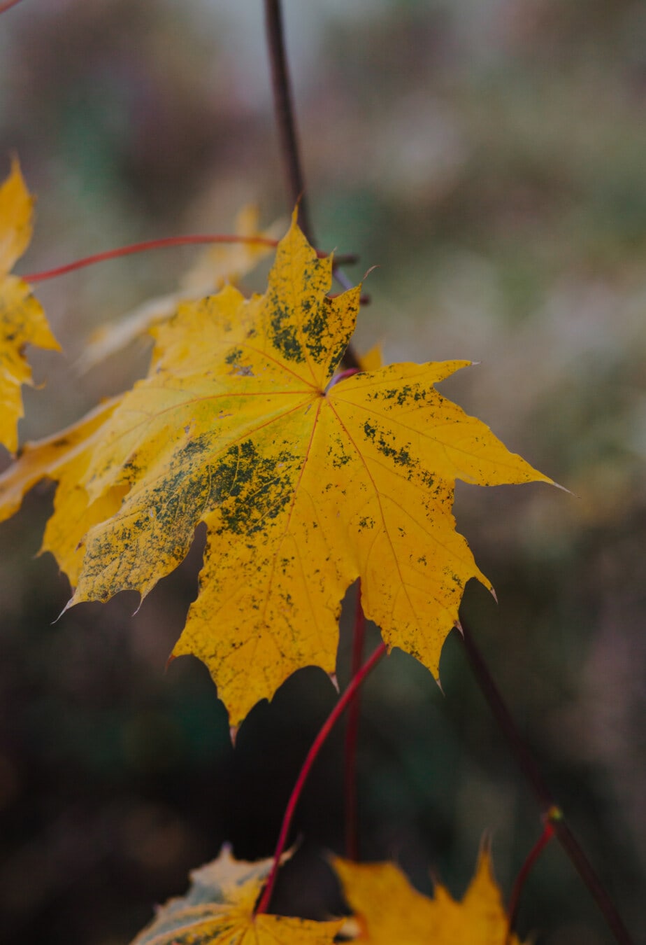 žluto hnědá, žluté listy, žlutá, větvička, pobočky, podzim, strom, listy, příroda, list