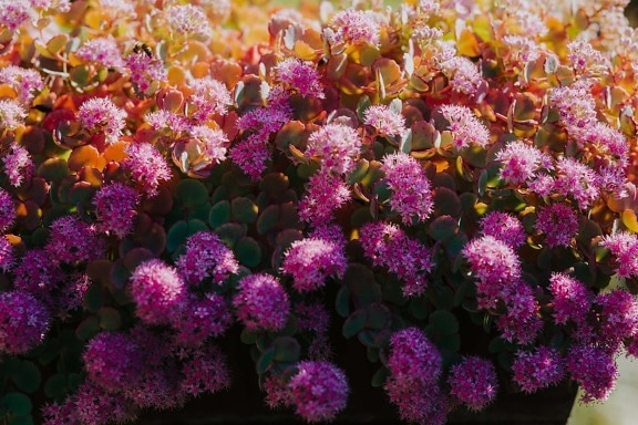 粉红色, 紫色, 花, 活力, 开花, 花盆, 许多, 园艺, 群集, 花园