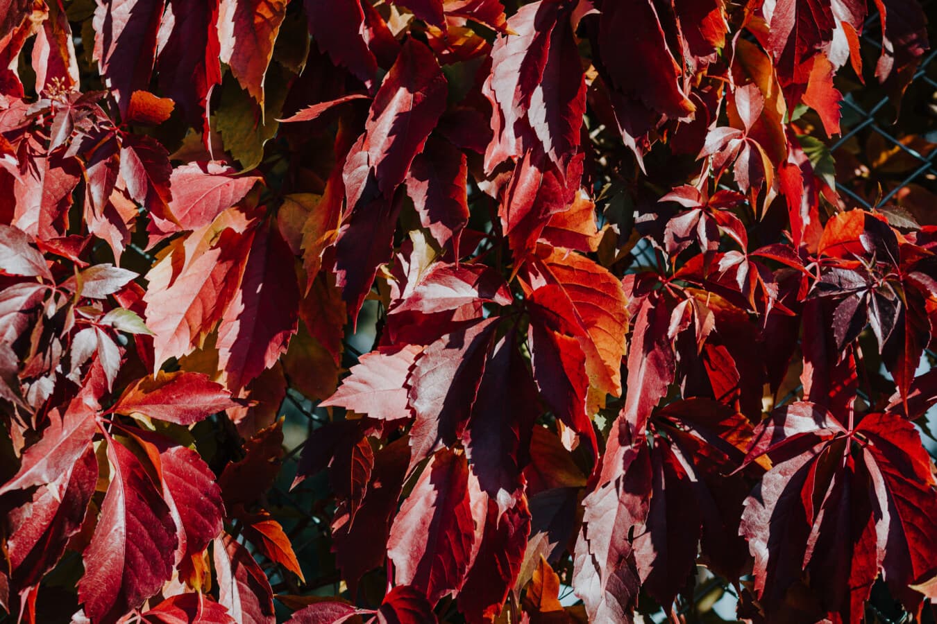 frunze, tufiș, roşu închis, Sezonul de toamnă, până aproape, umbra, Lumina soarelui, frunze, culoare, arbust