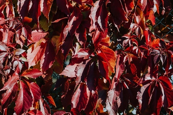 listy, keř, tmavě červená, podzimní sezóna, zblízka, stín, sluneční světlo, list, barva, keř