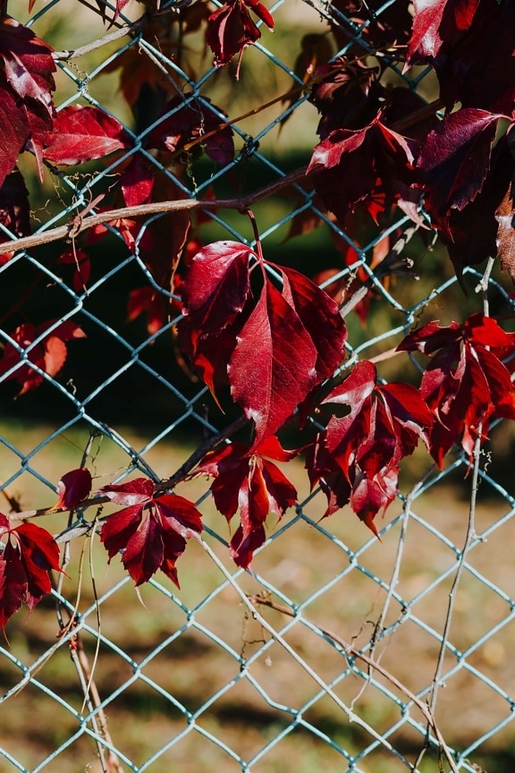 leaf, dark red, fence, branches, shrub, autumn, autumn season, close-up, barrier, nature