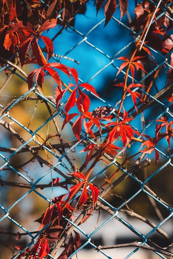 leaves, bright, reddish, shrub, branches, autumn season, fence, barrier, nature, wire