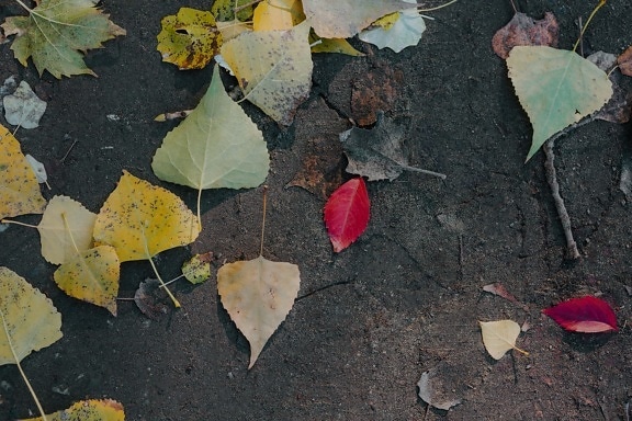 greenish yellow, autumn season, yellow leaves, earth, ground, leaf, mud, herb, color, texture