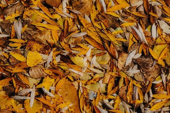 yellowish brown, yellow, leaves, texture, yellowish, orange yellow, light brown, herb, leaf, dry