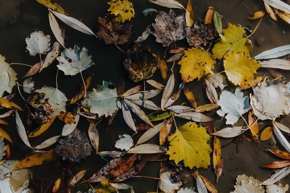 leaves, yellow leaves, floating, wet, water, water pollution, mud, mud flat, autumn, leaf