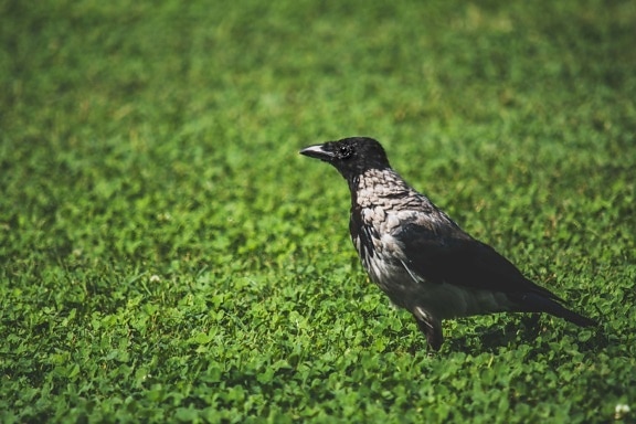 crow, bird, black and white, black bird, grey, lawn, green grass, standing, feather, wing