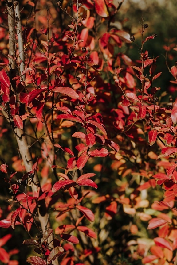 葉, 赤, 活気のあります。, 秋, ブッシュ, 枝, 工場, 低木, 自然, フローラ