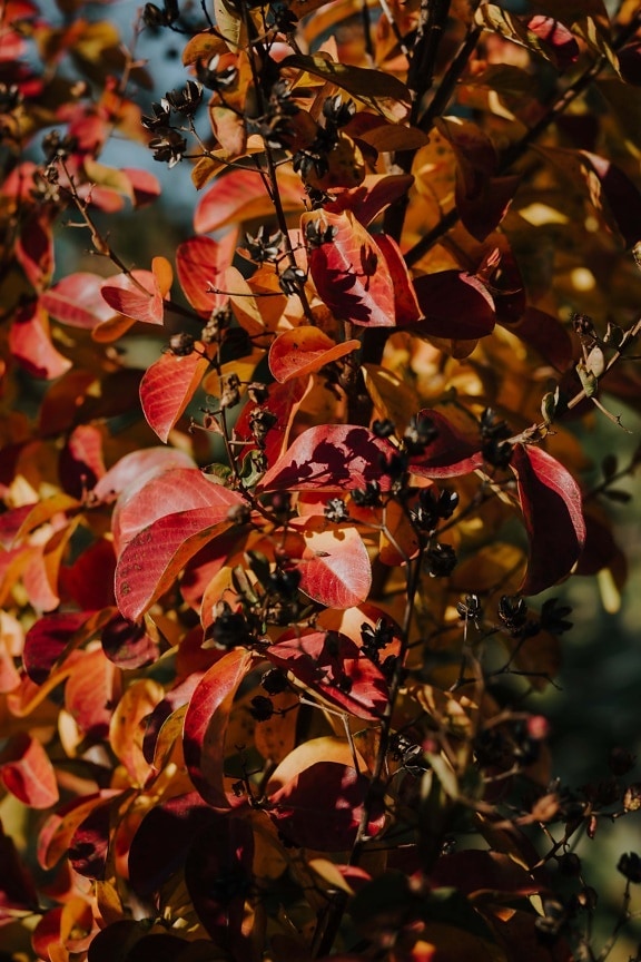 herfst seizoen, struik, struiken, oranje geel, blad, roodachtig, plant, boom, natuur, kleur