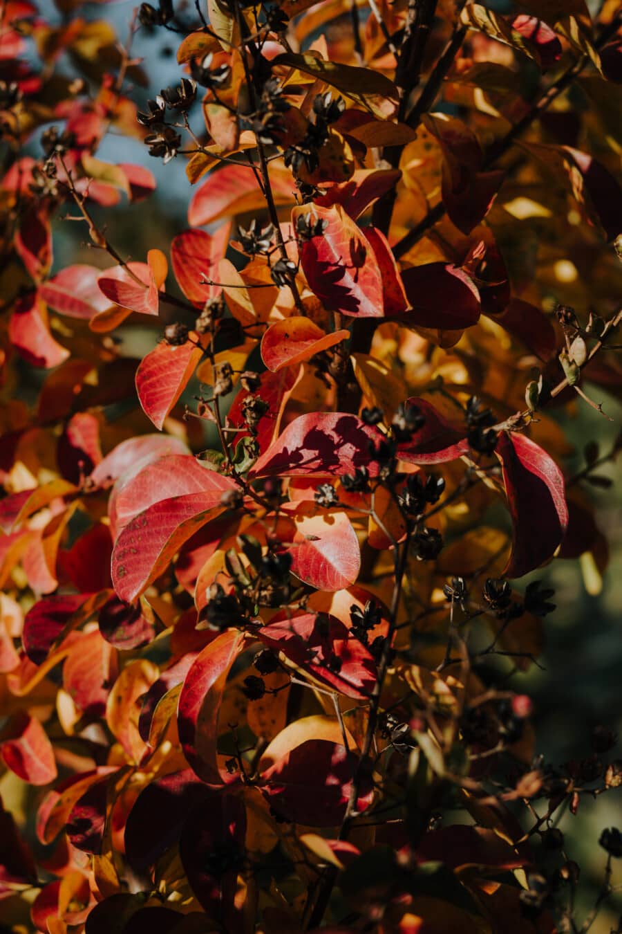 autumn season, shrub, bushes, orange yellow, leaf, reddish, plant, tree, nature, color