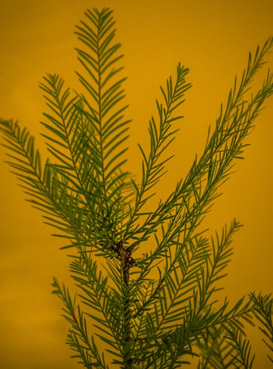 Cypress, barrträd, gröna blad, grenar, kvist, färg, bakgrundsbelyst, orange gul, blad, någonsin grön