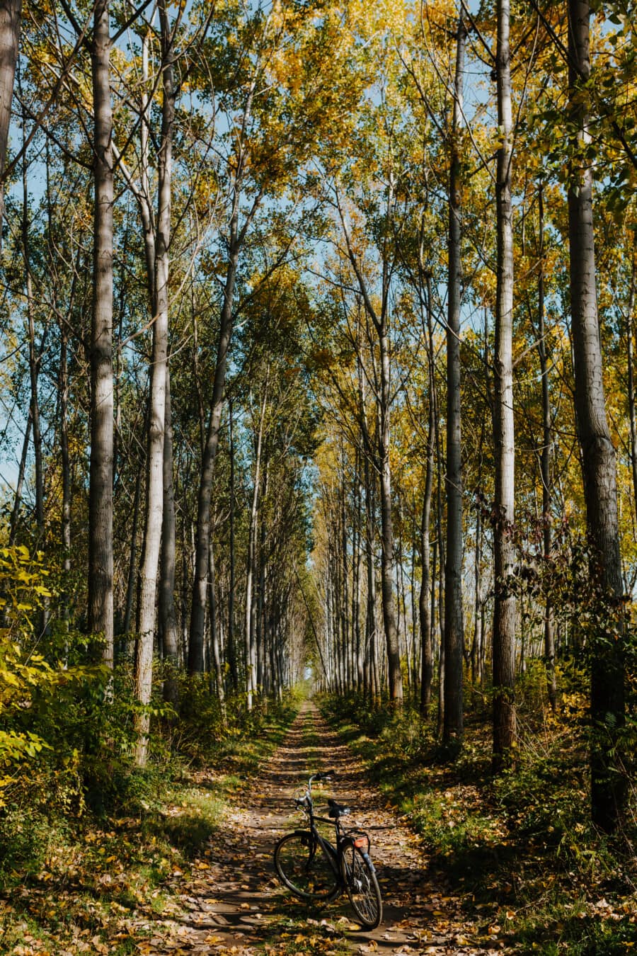 strada forestale, foresta, sentiero nel bosco, strada forestale, autunno, pioppo, biciclette, vecchio stile, classico, natura