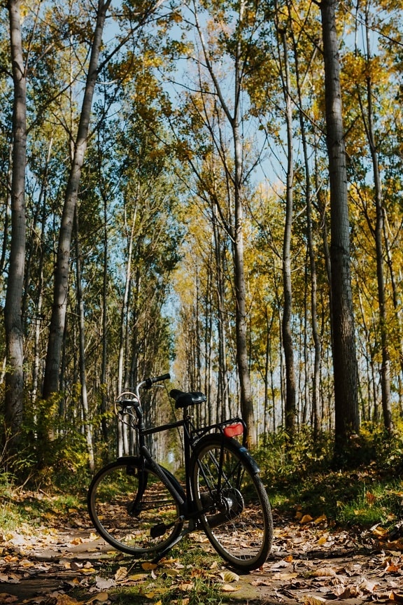 forest road, forest trail, bicycle, autumn season, wildlife, natural park, wilderness, tree, poplar, wood