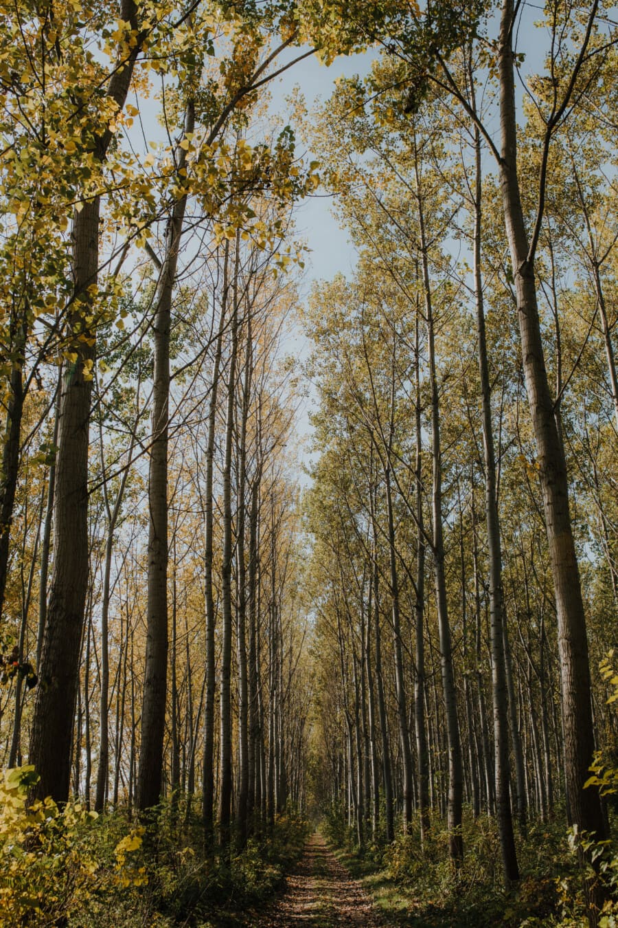 jesen, prazan, šumska cesta, udaljenost, način, priroda, drvo, šuma, krajolik, jesen