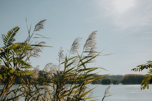 reed grass, reeds, lakeside, greenery, plant, landscape, nature, leaf, water, summer