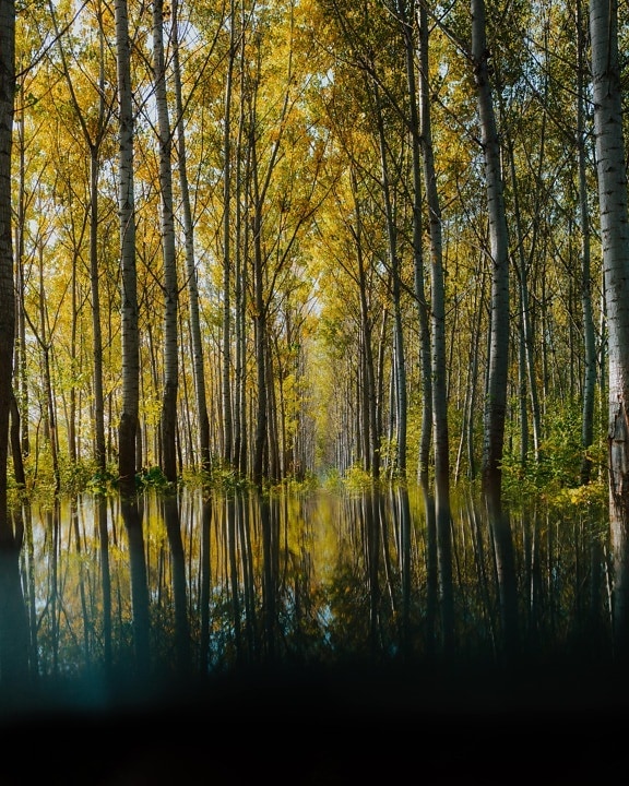 les, reflexe, podzimní sezóna, list, krajina, strom, podzim, Topol, příroda, pěkného počasí