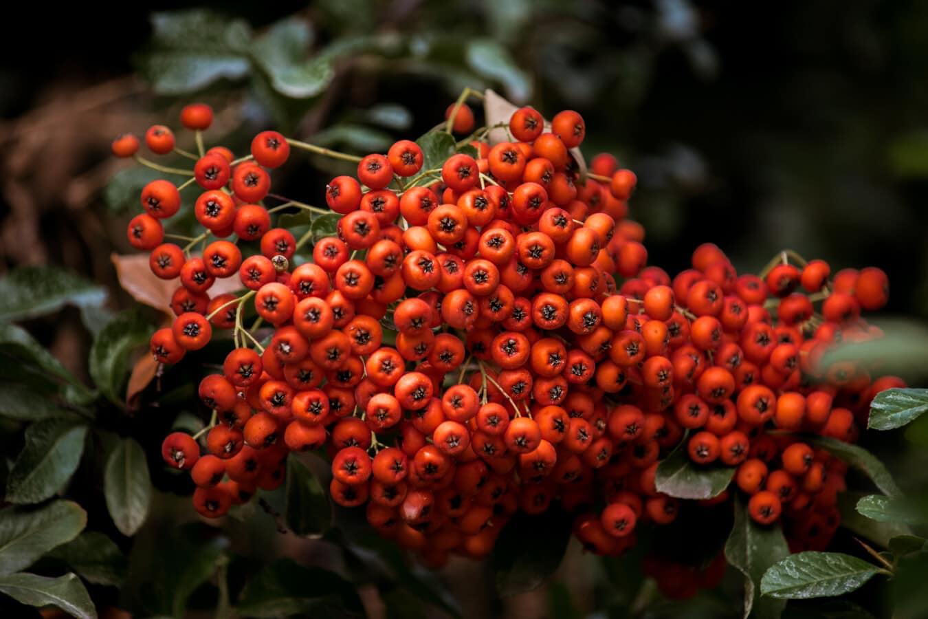 berries, orange yellow, cluster, many, bushes, branches, plant, leaf, nature, shrub