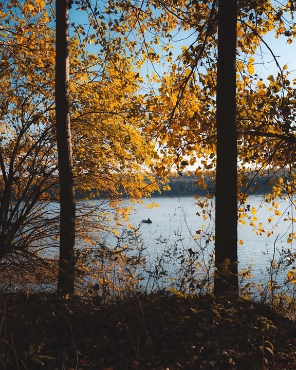 sunčano, sjena, pozadinsko svijetlo, park prirode, jesen, jezero pejzaž, šuma, priroda, drvo, stabla