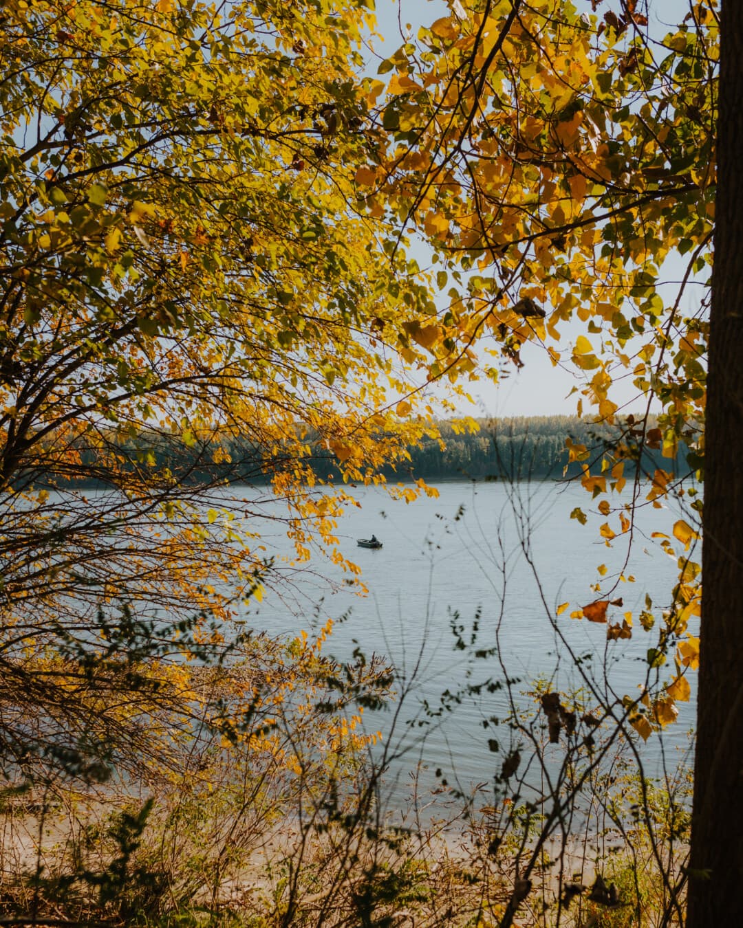 pobočky, žltkasto hnedé, žlté listy, jesennej sezóny, breh rieky, príroda, Topoľ, les, jeseň, breza