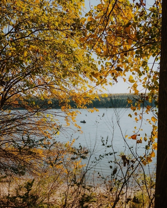клонове, жълтеникаво-кафява, жълти листа, есенния сезон, реката, природата, топола, гора, есен, бреза