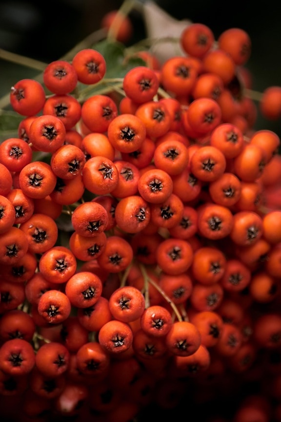 berries, orange yellow, close-up, cluster, shrub, plant, berry, many, color, nature