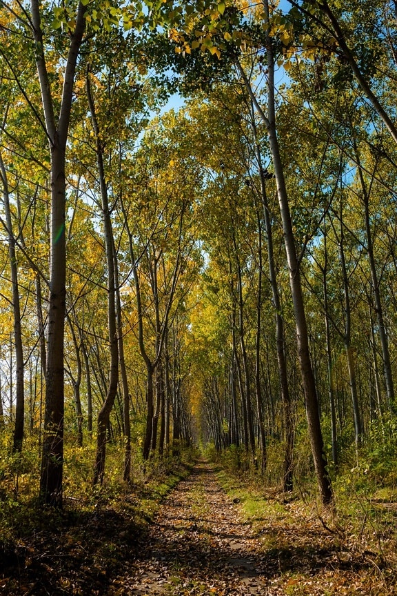 горски път, празен, есенния сезон, пейзаж, дървета, листа, есен, бреза, дървен материал, топола