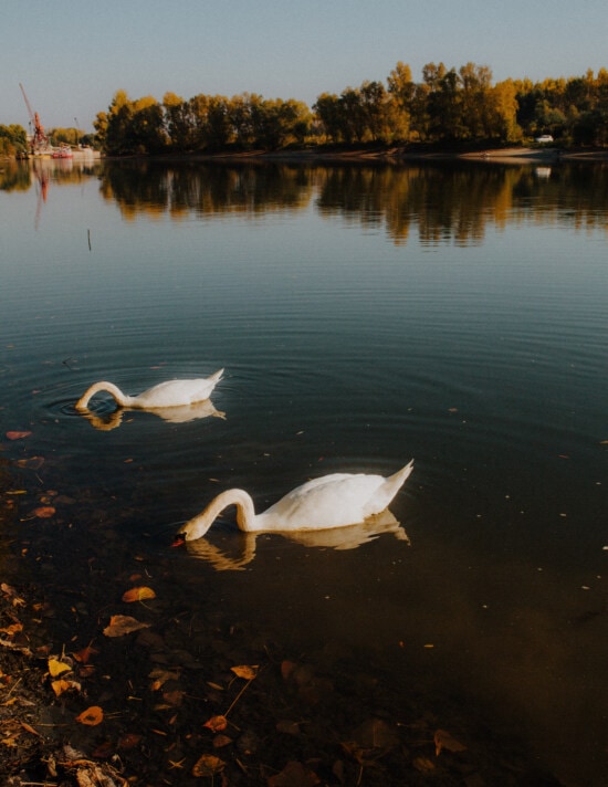 swan, swimming, autumn season, lakeside, bird, water, lake, dawn, sunset, nature