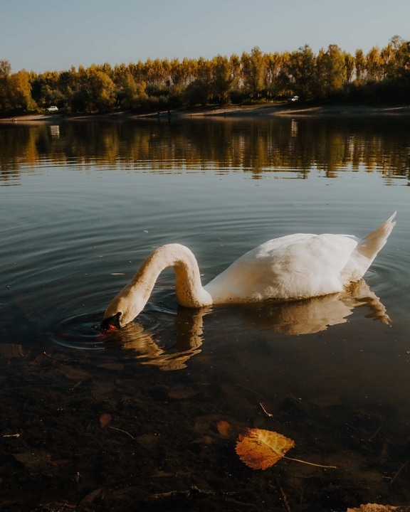 neck, swan, beak, underwater, lake, aquatic bird, bird, reflection, water, lakeside
