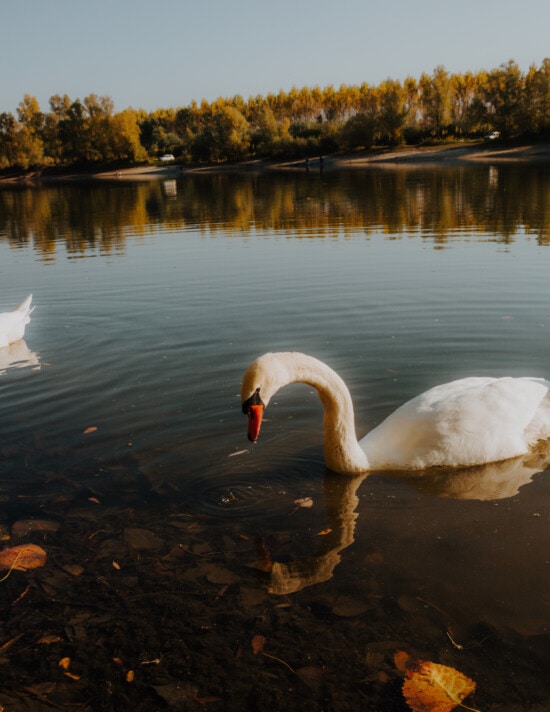 hermosa, cisne, Otoño, soleado, junto al lago, agua, vadear el pájaro, Lago, aves acuáticas, pájaro