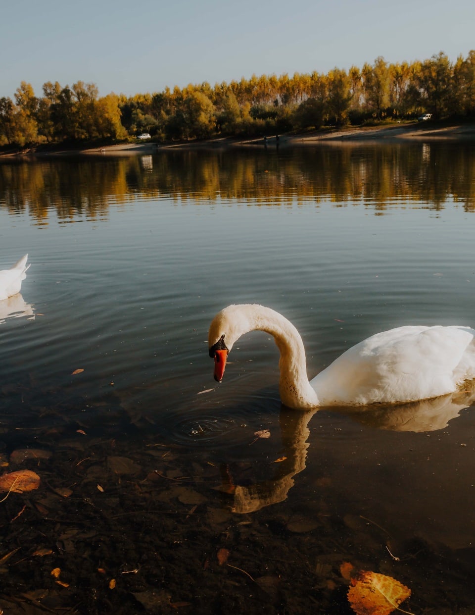 Gratis Afbeelding Mooie Zwaan Herfst Seizoen Zonnige Lakeside