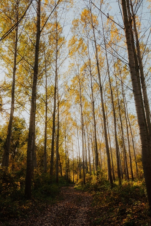 stromy, Topol, vysoká, podzimní sezóna, lesní stezka, lesní cesta, dřevo, krajina, strom, bříza