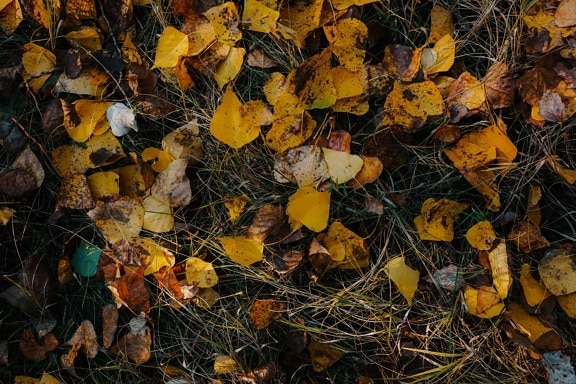 berumput, daun, musim kemarau, musim gugur musim, alam, musim, tekstur, di luar rumah, kering, lingkungan