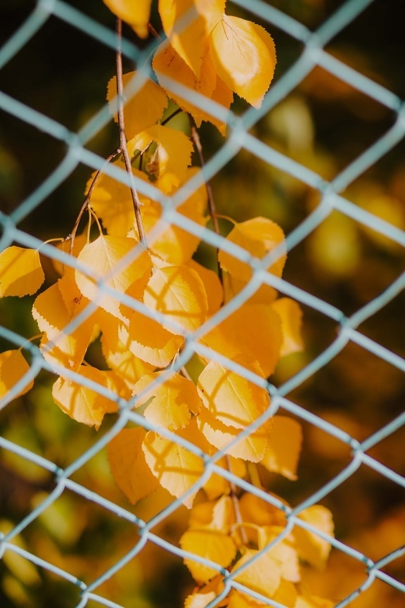 yellow leaves, yellow, fence, barrier, nature, outdoors, wire, leaf, bright, blur