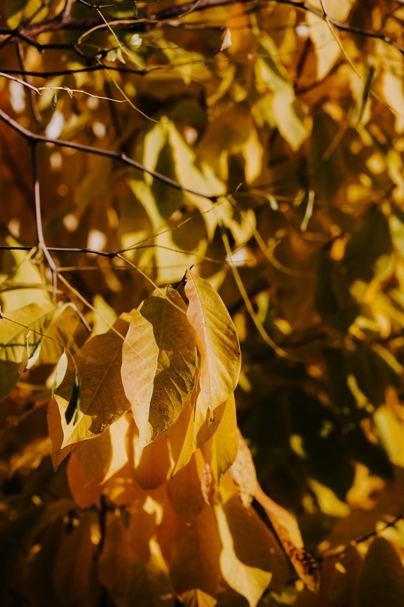 żółtawy, Żółte liście, żółtawo-brązowy, liść, drzewo owocowe, oddziały, pozostawia, żółty, natura, drzewo