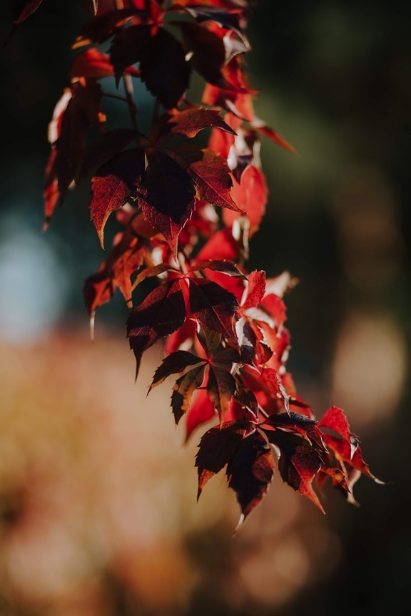 листа, червеникаво, жизнена, тъмно червено, клонка, есенния сезон, храст, листа, дърво, растителна