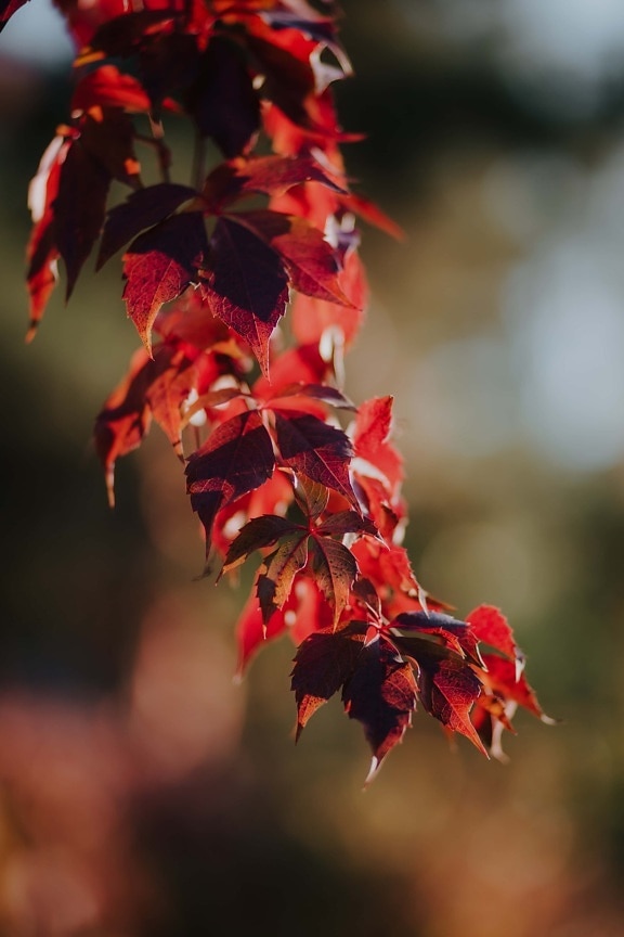leaves, dark red, branches, nature, plant, shrub, leaf, outdoors, bright, color