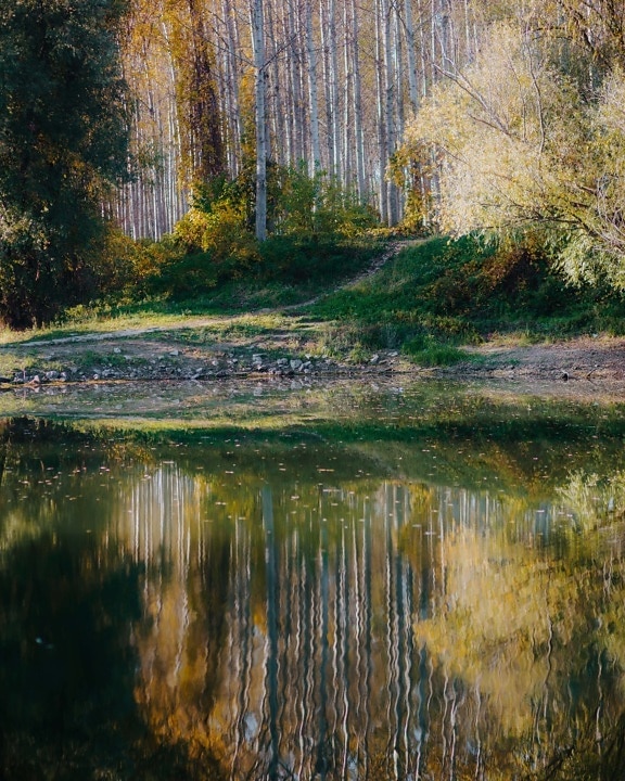autumn season, placid, calm, landscape, water level, reflection, lake, wetland, tree, water