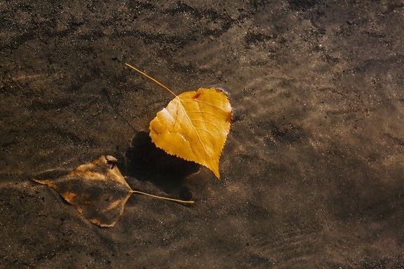 yellow leaves, floating, water level, underwater, autumn season, mud, texture, nature, water, color