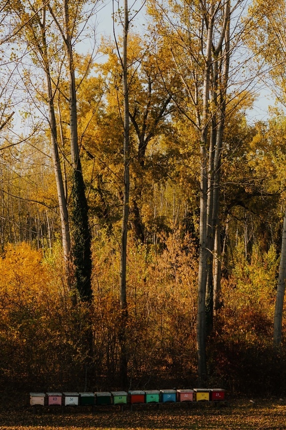 forest, autumn season, yellowish brown, colorful, beehive, nature, autumn, wood, poplar, landscape