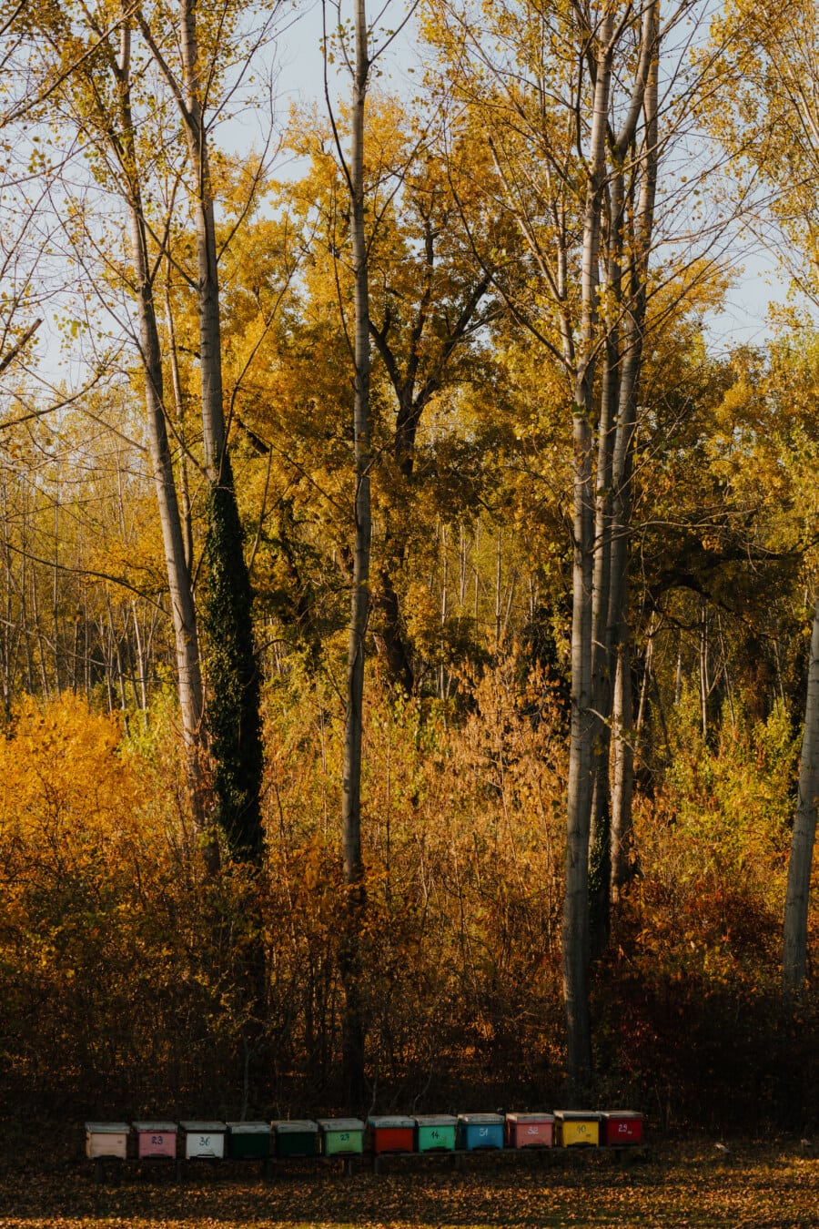 les, podzimní sezóna, žluto hnědá, barevné, včelí úl, příroda, podzim, dřevo, Topol, krajina