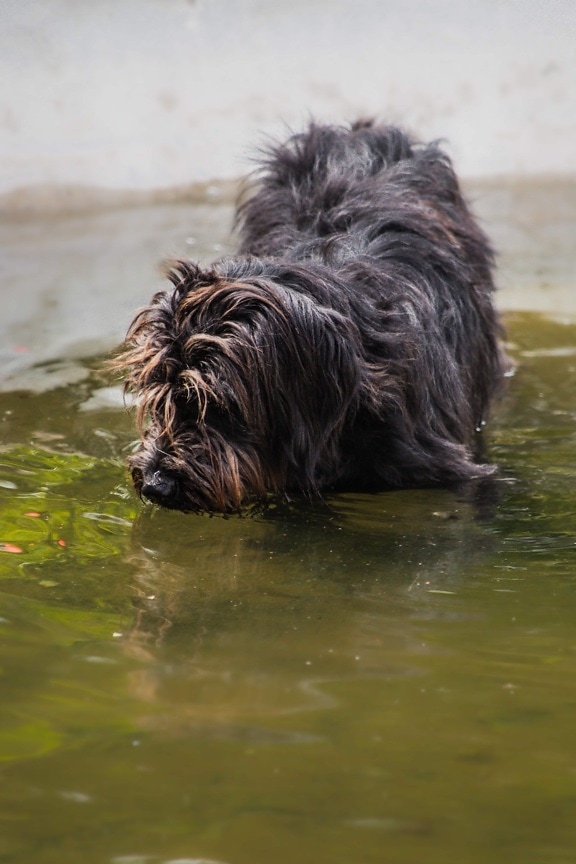 cão, Schnauzer, água potável, água, cão de caça, canino, animal de estimação, animal, molhado, ao ar livre