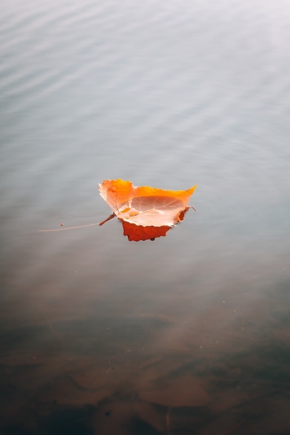 orange yellow, leaf, water level, floating, yellow leaves, autumn season, bright, yellowish brown, close-up, water